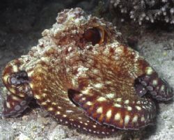 Octopuss found in Eilat. by David Spiel 